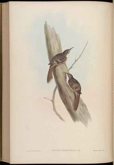 Certhia himalayana von John Gould